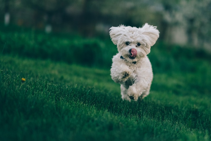 Маленькая белая собака бегает по траве (бишон фризе, bichon frise, пудель, щенок, бишон)