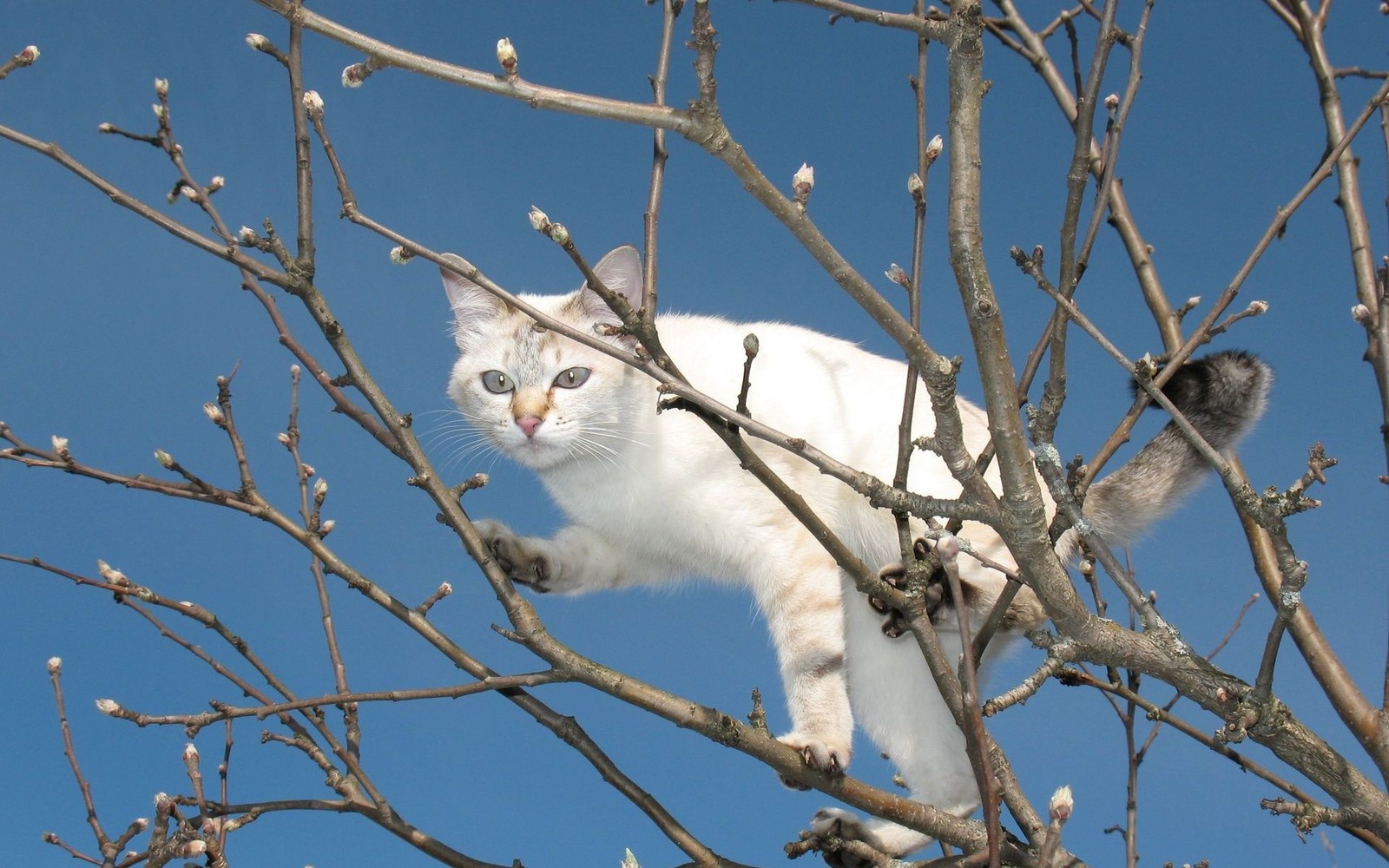 Арафед кошка, стоящая на дереве с почками на ветвях (котёнок, ветвь, дерево, веточка, растение)