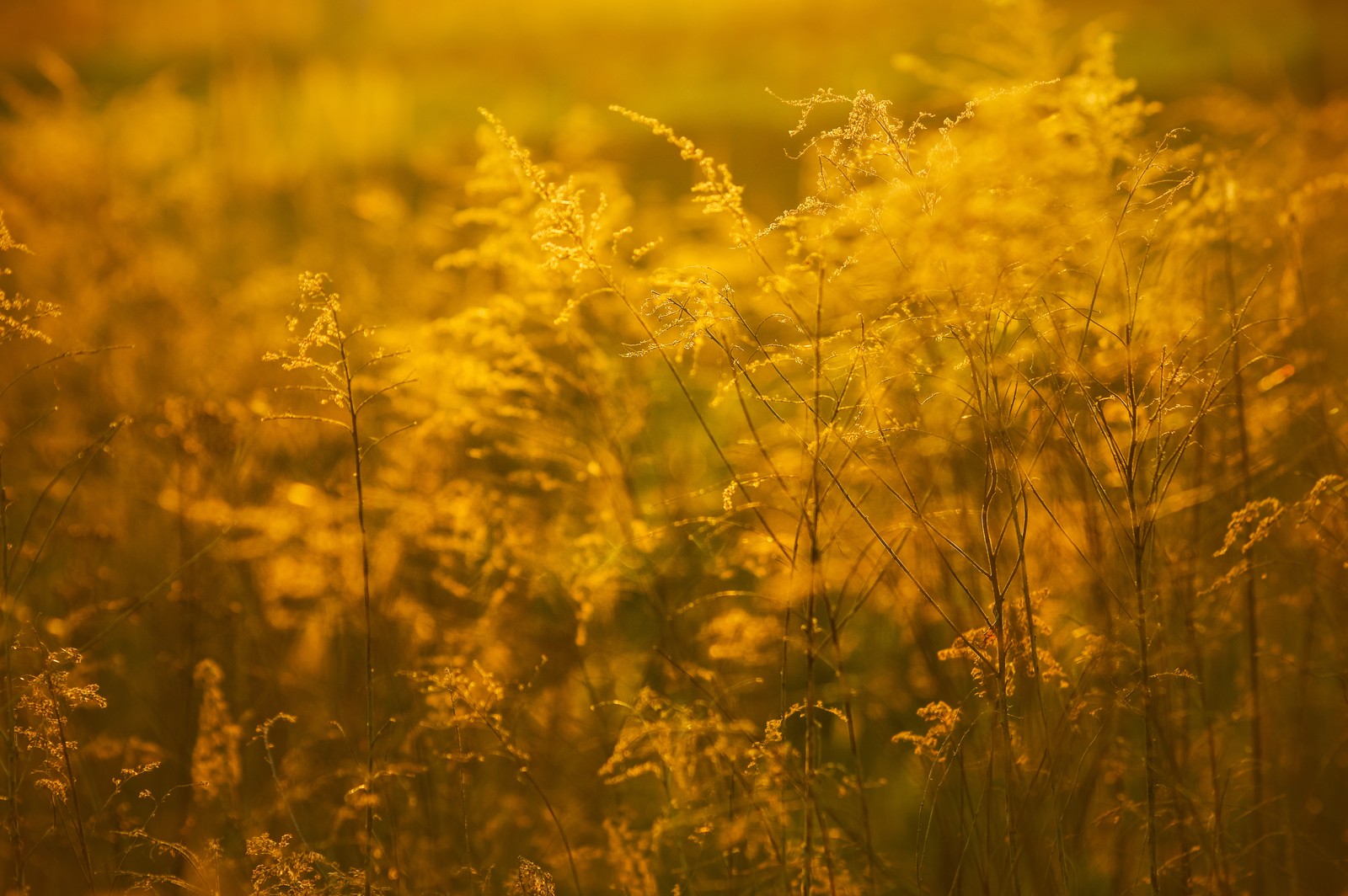 A close up of a field of tall grass with the sun shining (yellow, sunlight, grass family, grass, plant)