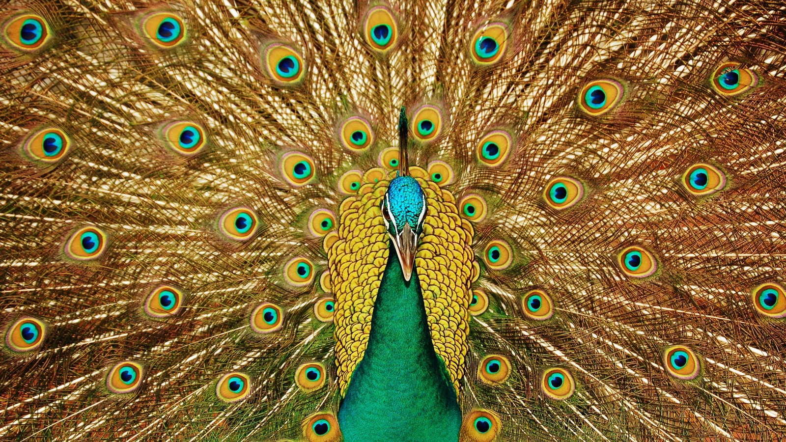 Ein pfau mit ausgebreiteten federn und aufgefächertem schwanz. (pfau, feder, hühnervögel, phasianidae, vogel)