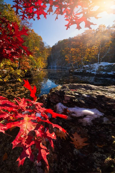 Réflexion automnale vibrante avec des feuilles rouges et des eaux tranquilles