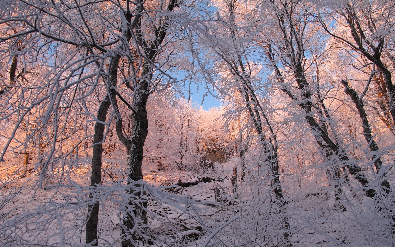 Des arbres couverts de neige et de glace dans une zone boisée (arbre, hiver, neige, branche, gel)