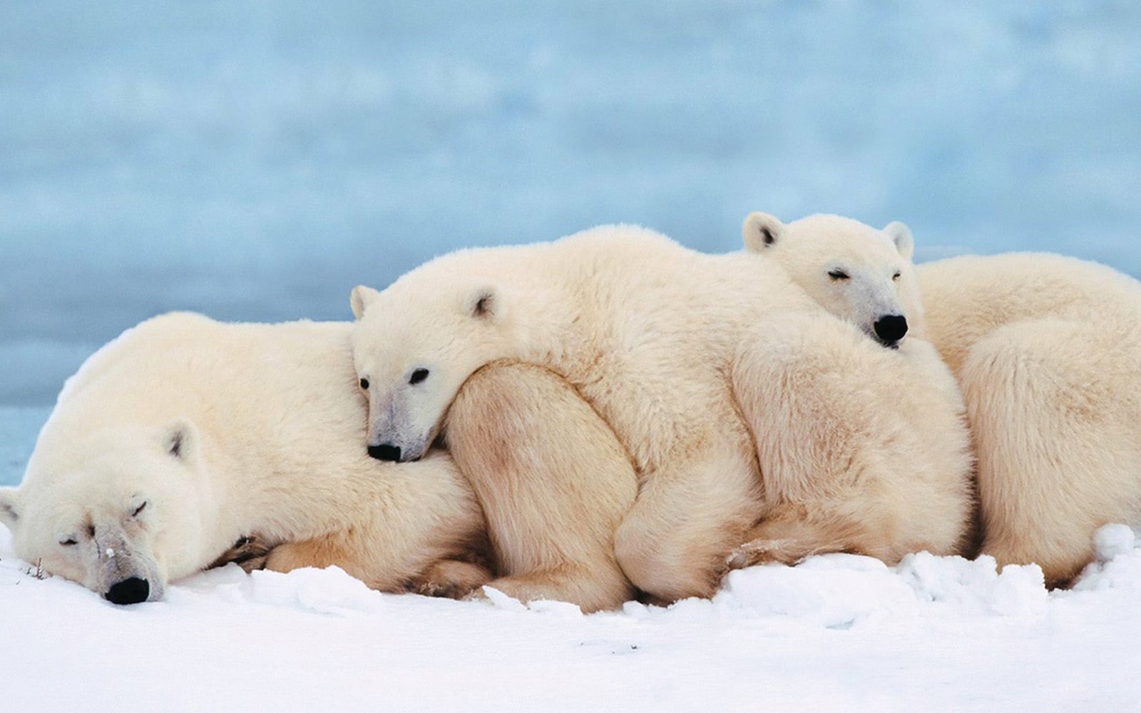 Três ursos polares estão deitados na neve juntos (urso polar, urso, calota polar, ártico, animal terrestre)