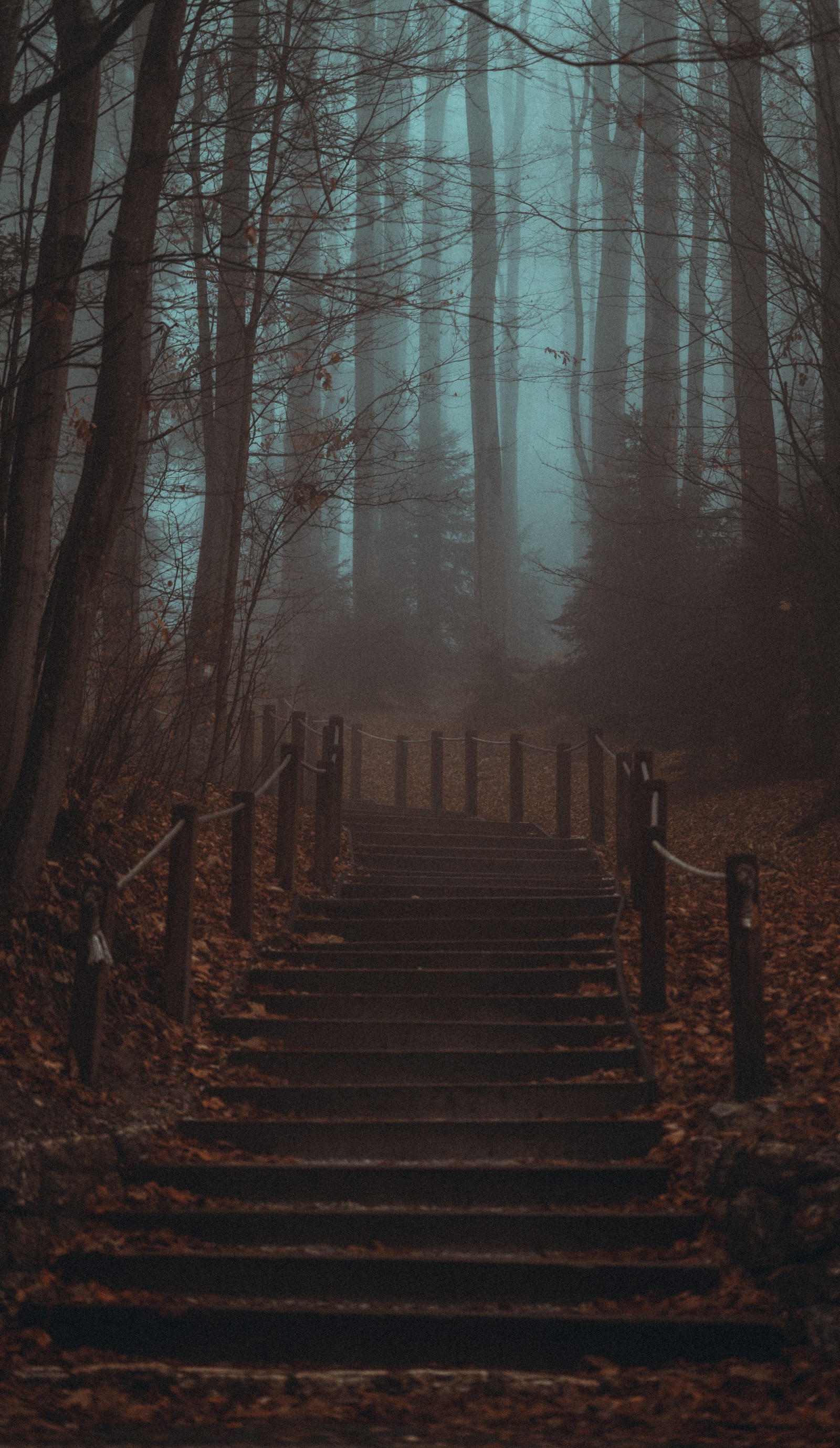 Primer plano de un conjunto de escaleras en un bosque (bosque, teléfono inteligente, atmósfera, paisaje natural, entorno natural)