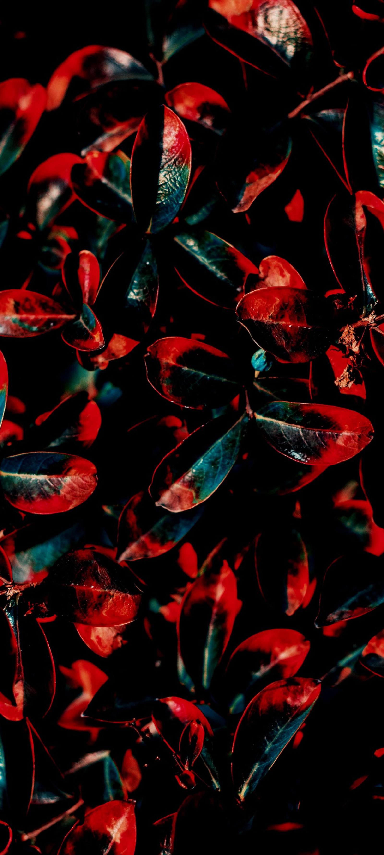 Il y a beaucoup de feuilles rouges et noires sur une surface noire (coloré, rouge, vert, bleu, feuille)