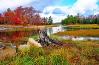 Autumn Reflections in a Serene Wetland Landscape