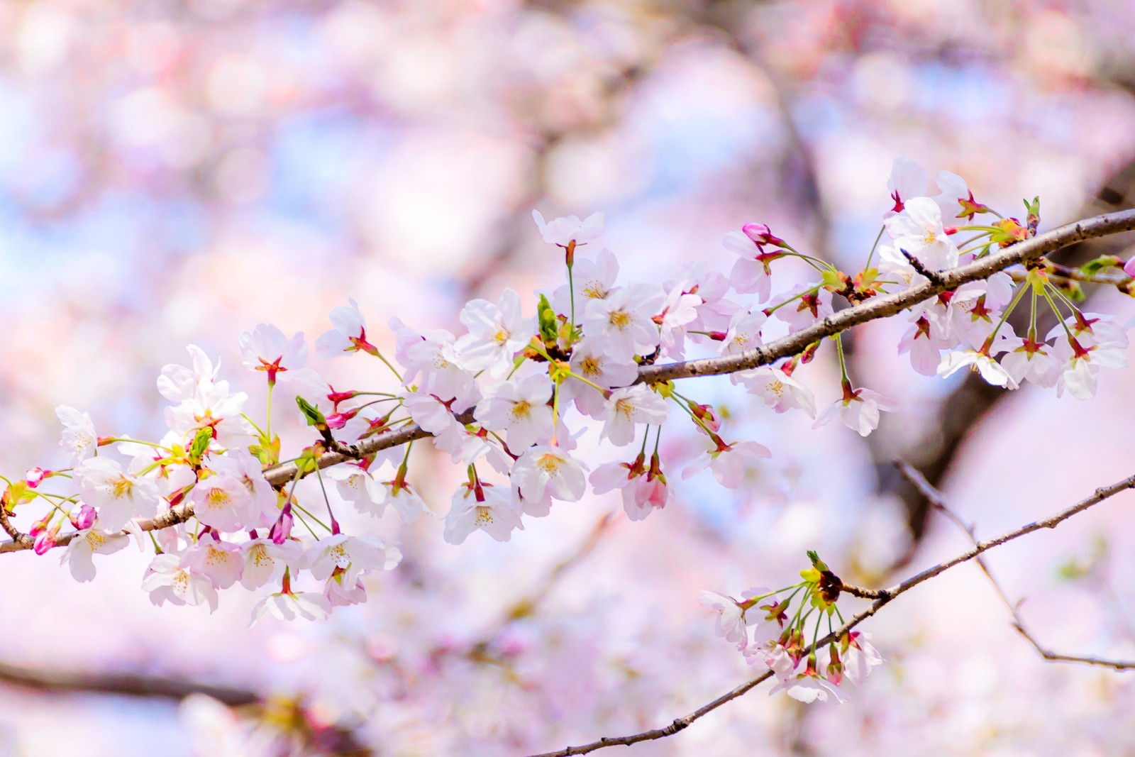 A close up of a branch of a cherry tree with white flowers (blossom, flower, daytime, plant, petal)