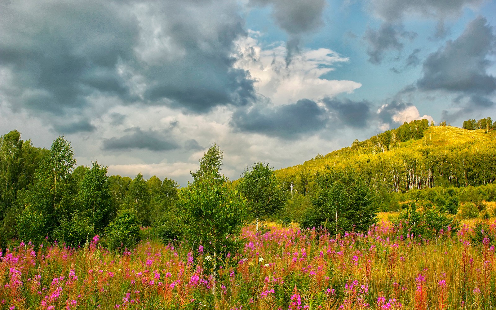 Lade landschaftsmalerei, vegetation, natur, wiese, wildblume Hintergrund herunter