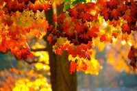 Hojas de otoño vibrantes de un arce iluminadas por la luz del sol