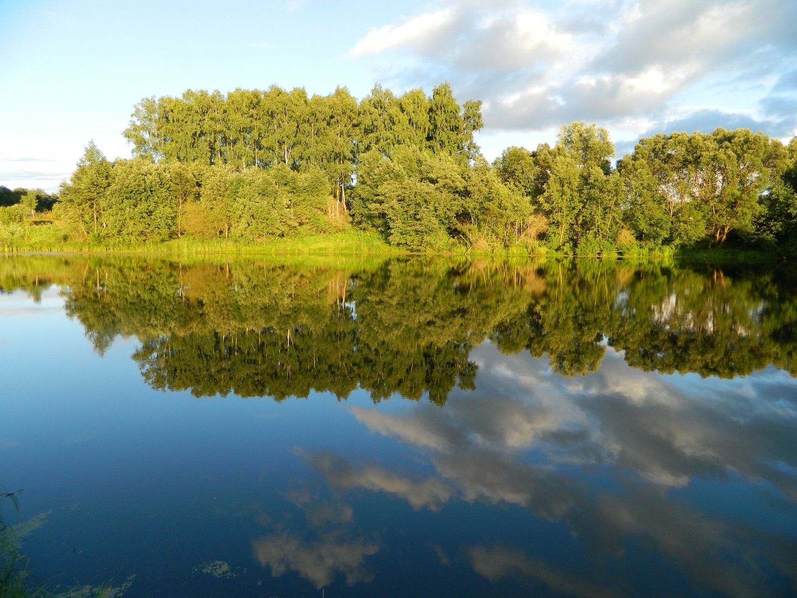 Los árboles se reflejan en el agua de un lago con un fondo de cielo. (reflexión, naturaleza, agua, banco, vegetación)