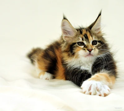 maine coon, gatito, scottish fold, cat, felidae