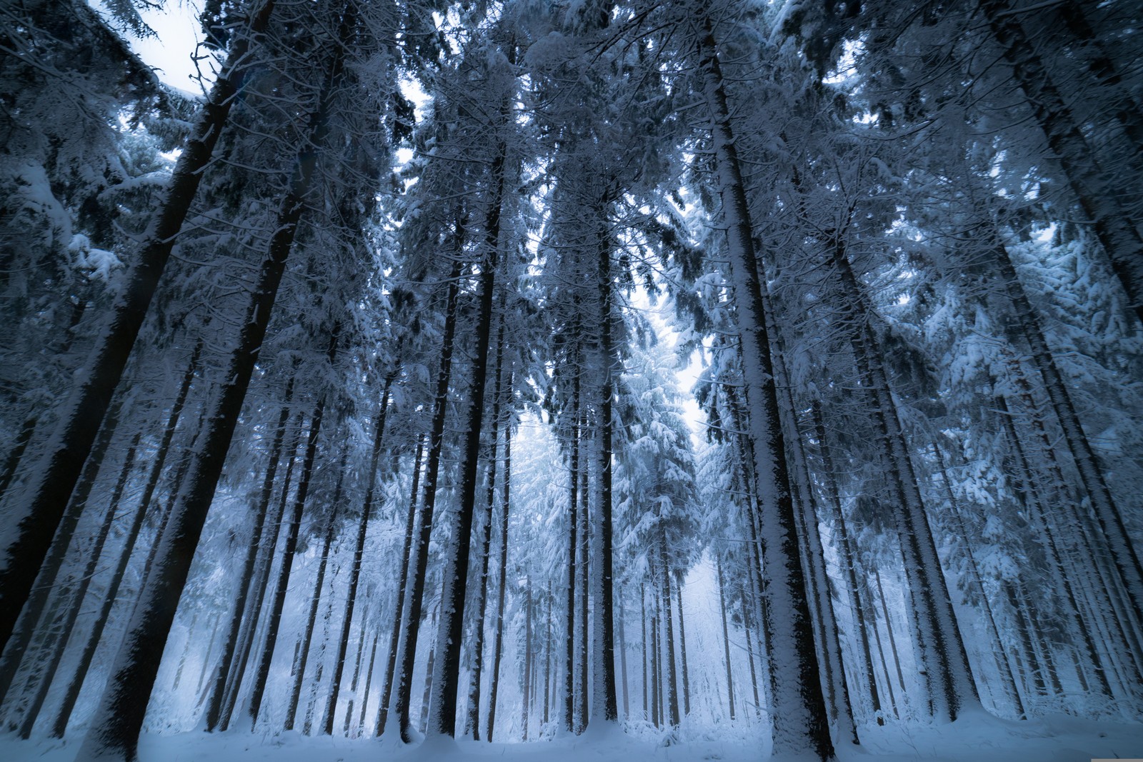 winter forest, cold night, snow covered, pine trees, 5k wallpaper