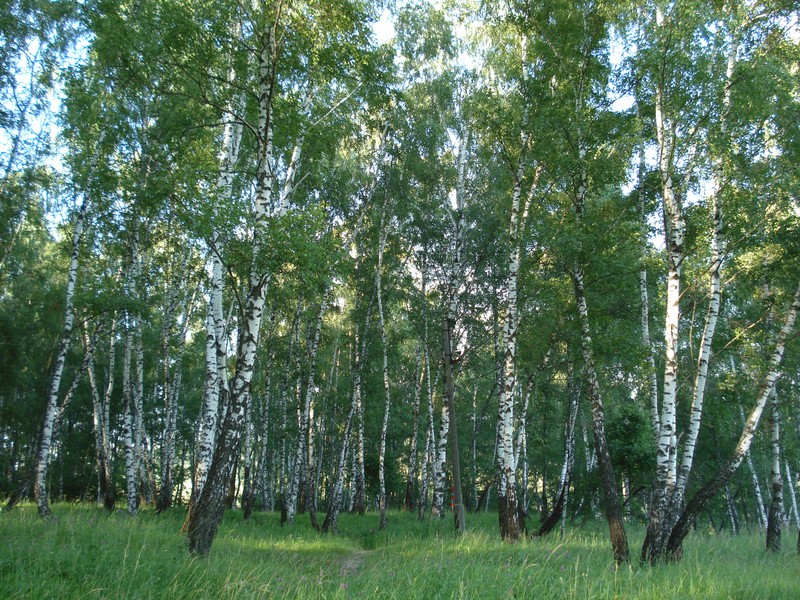 Вид на лес с множеством деревьев и травы (берёза, лес, дерево, роща, древесное растение)