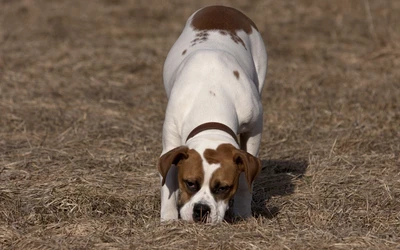 Cachorro de bulldog americano explorando un campo