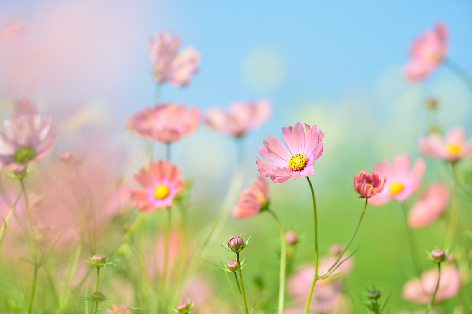 Il y a beaucoup de fleurs roses dans un champ sous un ciel bleu (jardin de fleurs, fleurs cosmos, été, esthétique, journée)