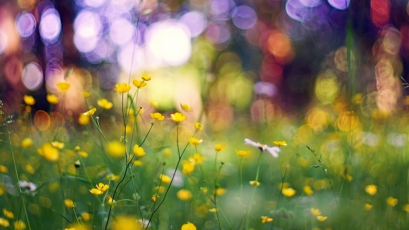 Hay muchas flores amarillas en la hierba del bosque (flor, amarillo, pradera, primavera, pasto)