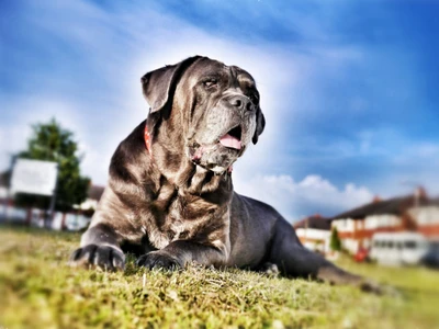 Filhote de Cane Corso relaxando ao sol