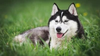 Husky siberiano em miniatura relaxando na grama