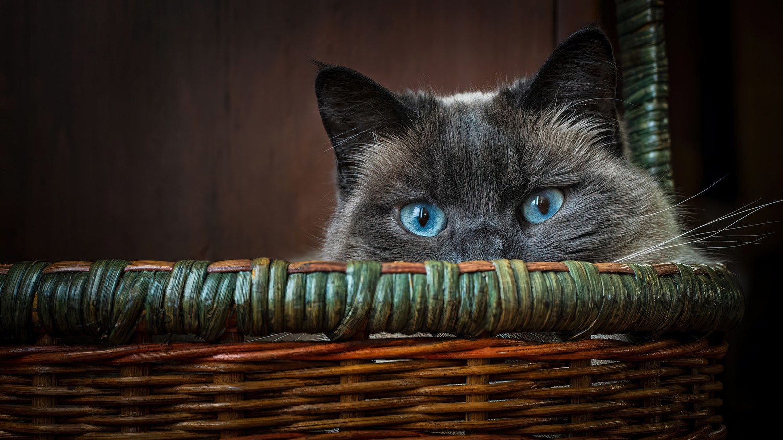 Un chat araffe aux yeux bleus est assis dans un panier en osier. (chat, animaux, animal, yeux bleus)