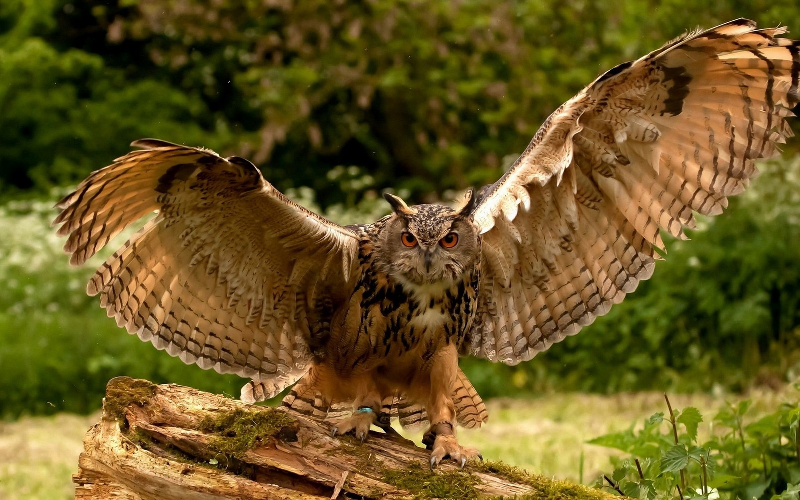 Araffe with wings spread spread on a tree stump in a field (snowy owl, bird, bird of prey, owl, beak)