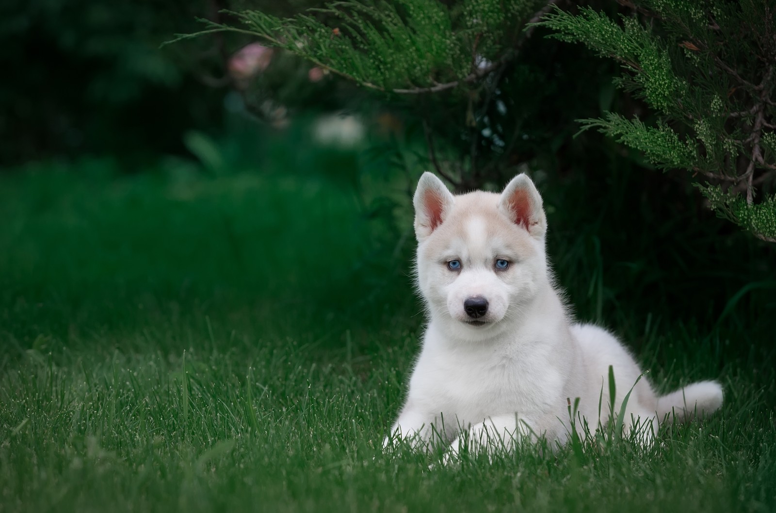 dog, siberian husky, puppy, dog breed, berger blanc suisse Download Wallpaper