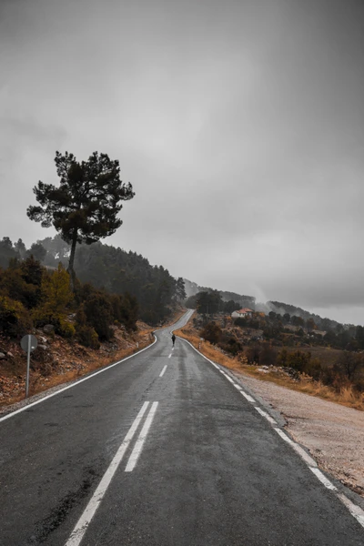 camino, carretera, asfalto, carril, árbol