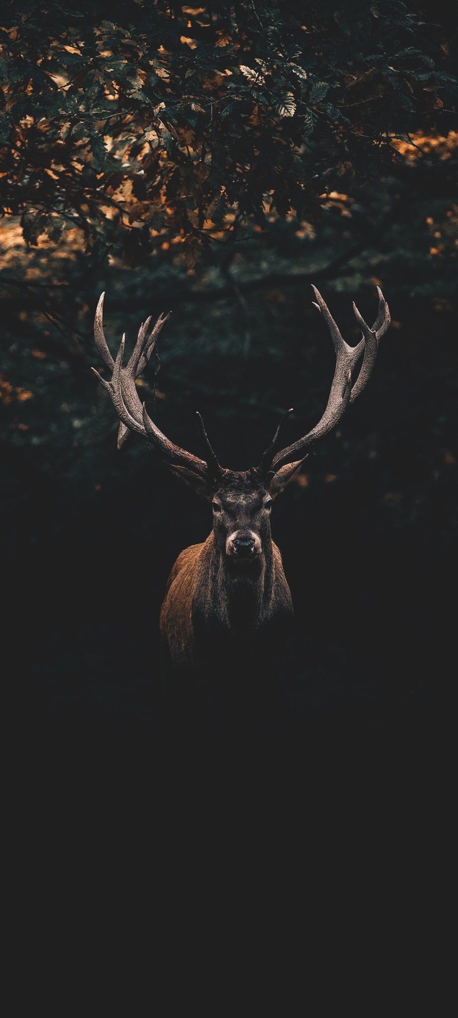 A close up of a deer with large antlers in the dark (brown, elk, natural material, horn, fawn)