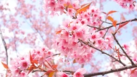 cherry blossom, nature, deciduous, vegetation, branch wallpaper