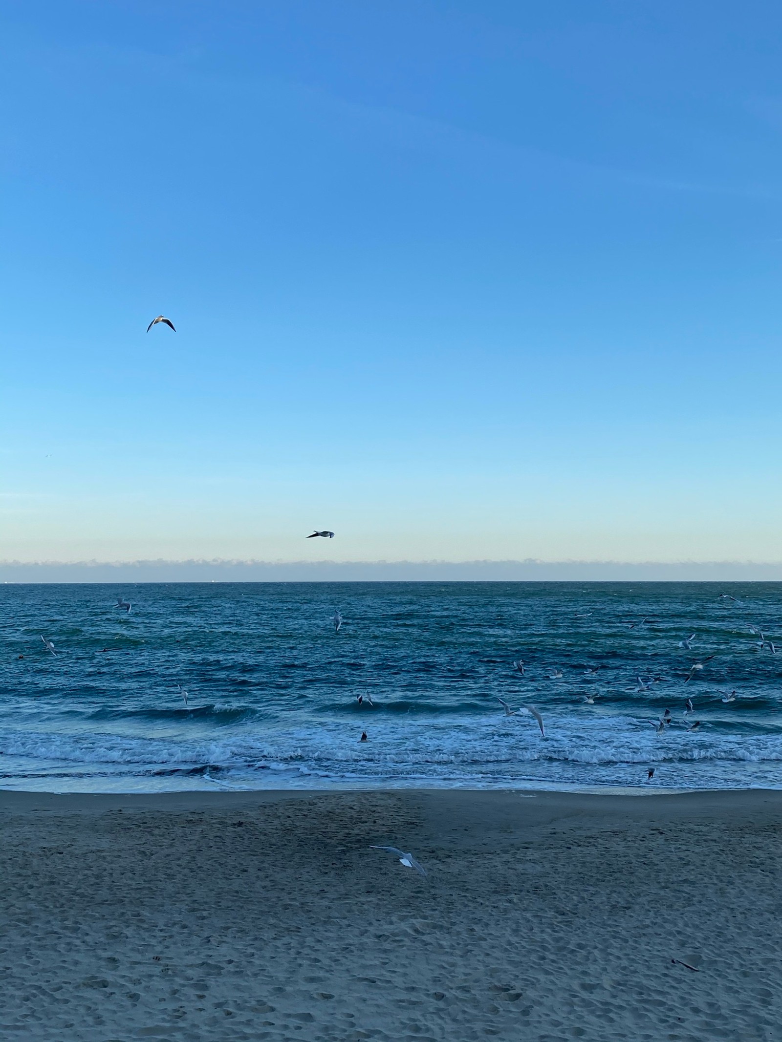 Muchos pájaros volando sobre el océano en un día soleado (mar, campamento, cuerpo de agua, fluido, líquido)