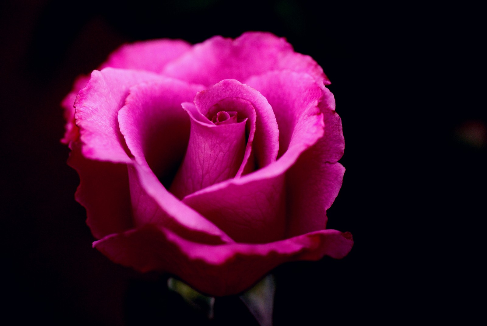 Descargar fondo de pantalla rosa, flor, rosas de jardín, planta floreciendo, pétalo