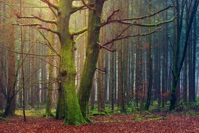 Serenidad del Bosque Otoñal: Un Tranquilo Viaje de 5K a Través de la Paleta de la Naturaleza