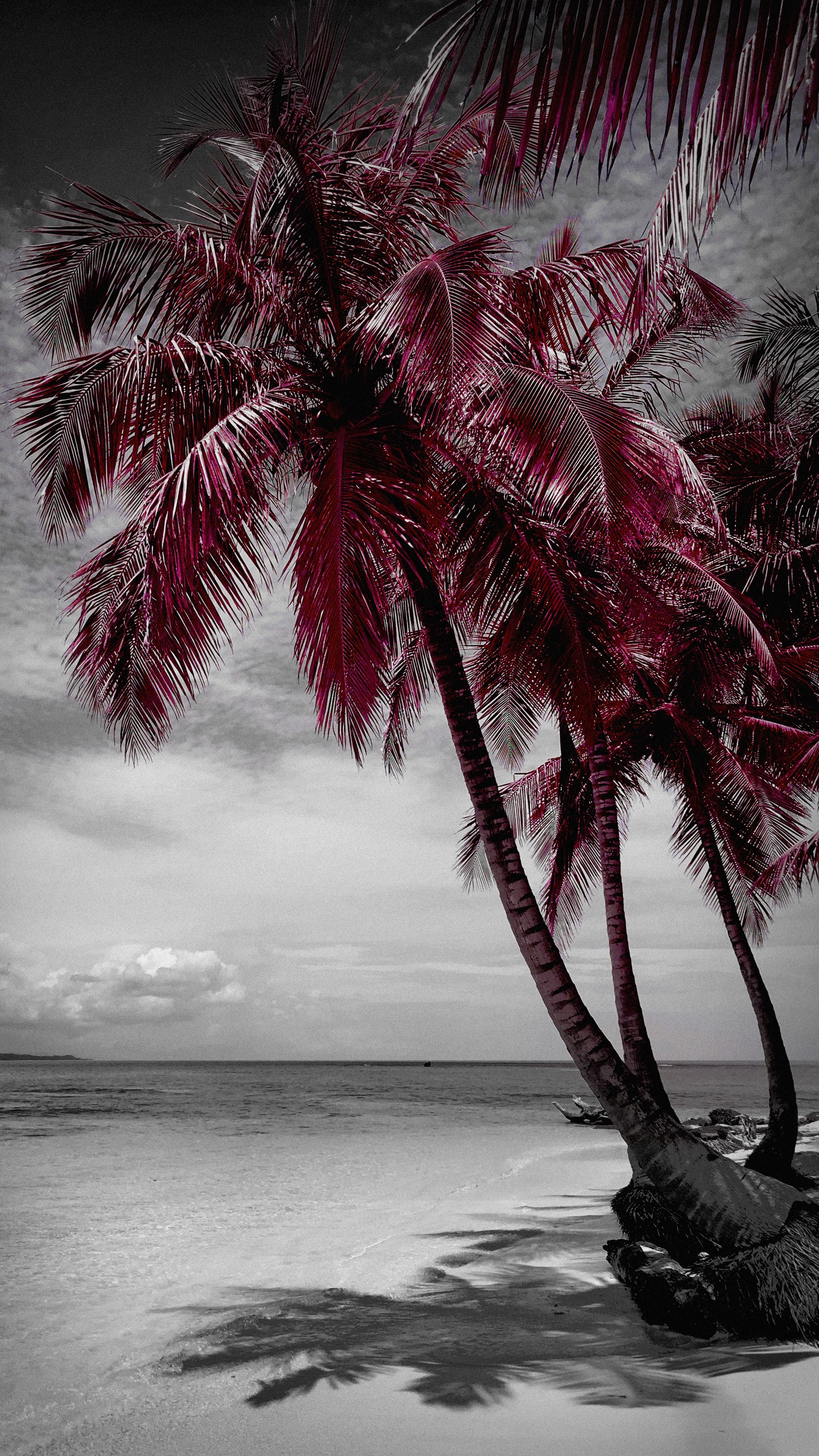 There are two palm trees that are standing in the sand (beach, water, plant, white, nature)