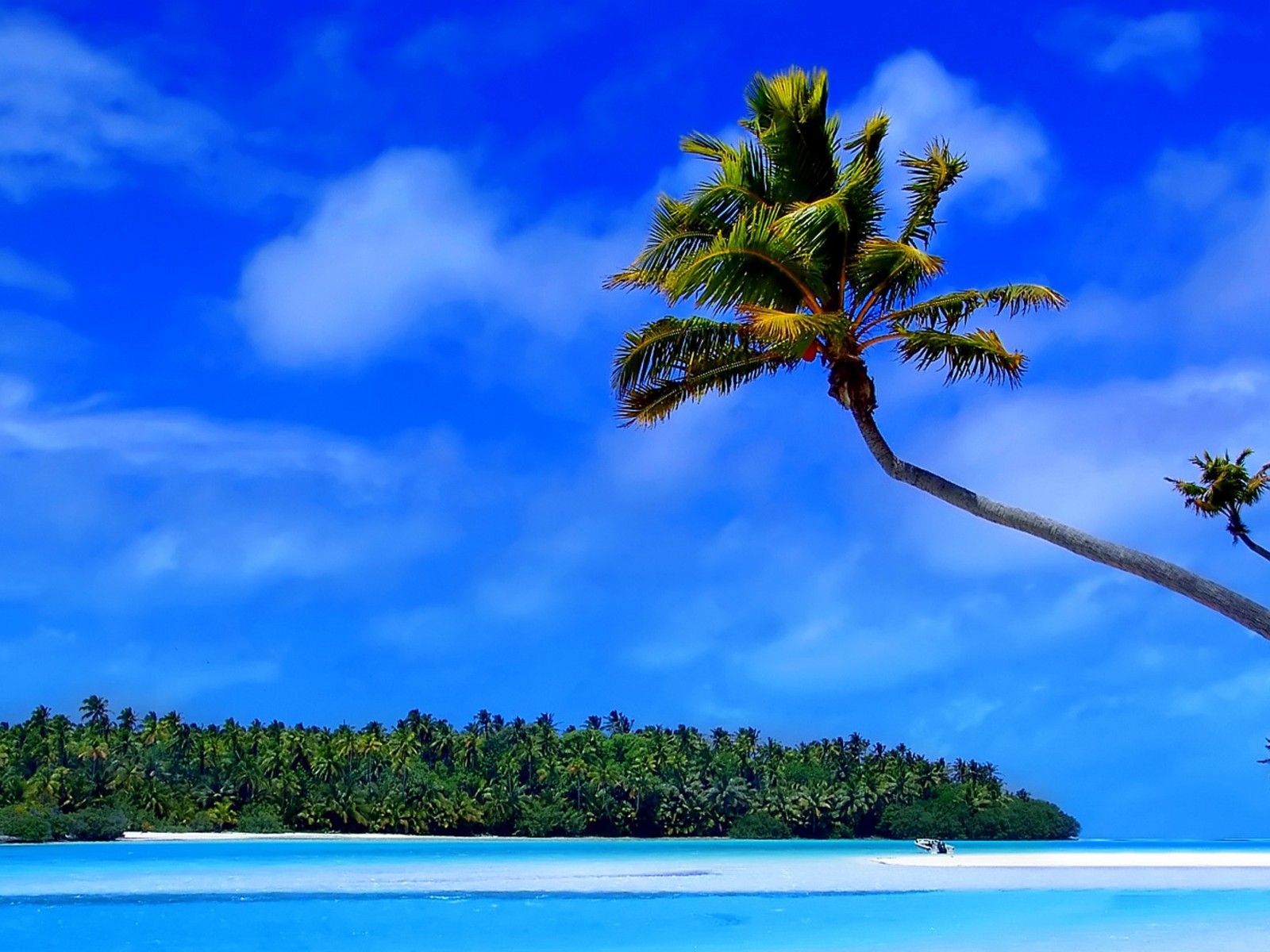 Eine palmenart, die sich über einen strand mit blauem himmel beugt (natur, tropen, baum, tageszeit, vegetation)