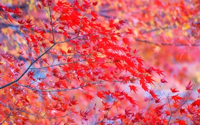 Lebendige rote Ahornblätter im Herbst