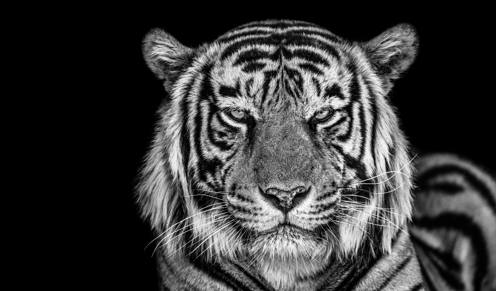 A close up of a tiger in a black and white photo (tiger, monochrome, black background, closeup, portrait)