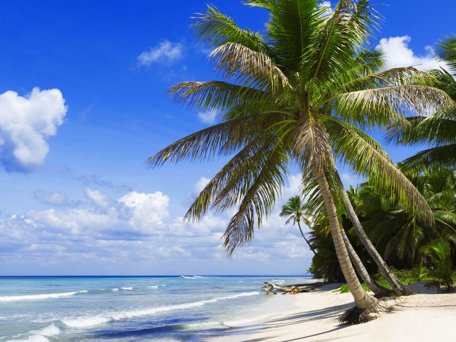 Des palmiers bordent la plage devant un ciel bleu (plage, mer, arbre, tropiques, palmier)