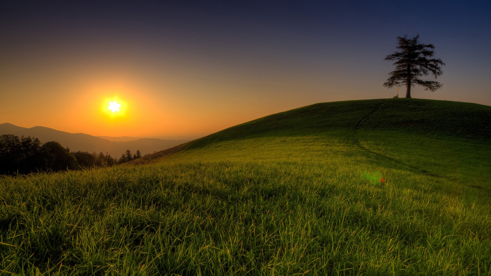 Uma árvore solitária está em uma colina gramada ao pôr do sol (por do sol, nascer do sol, luz solar, natureza, pradaria)