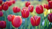 Lebendige rote Tulpen blühen zwischen üppigem Grün