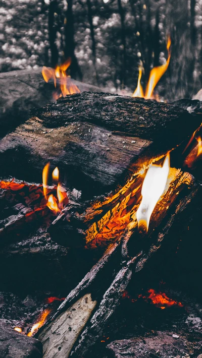 Fogueira na floresta: Calor e serenidade