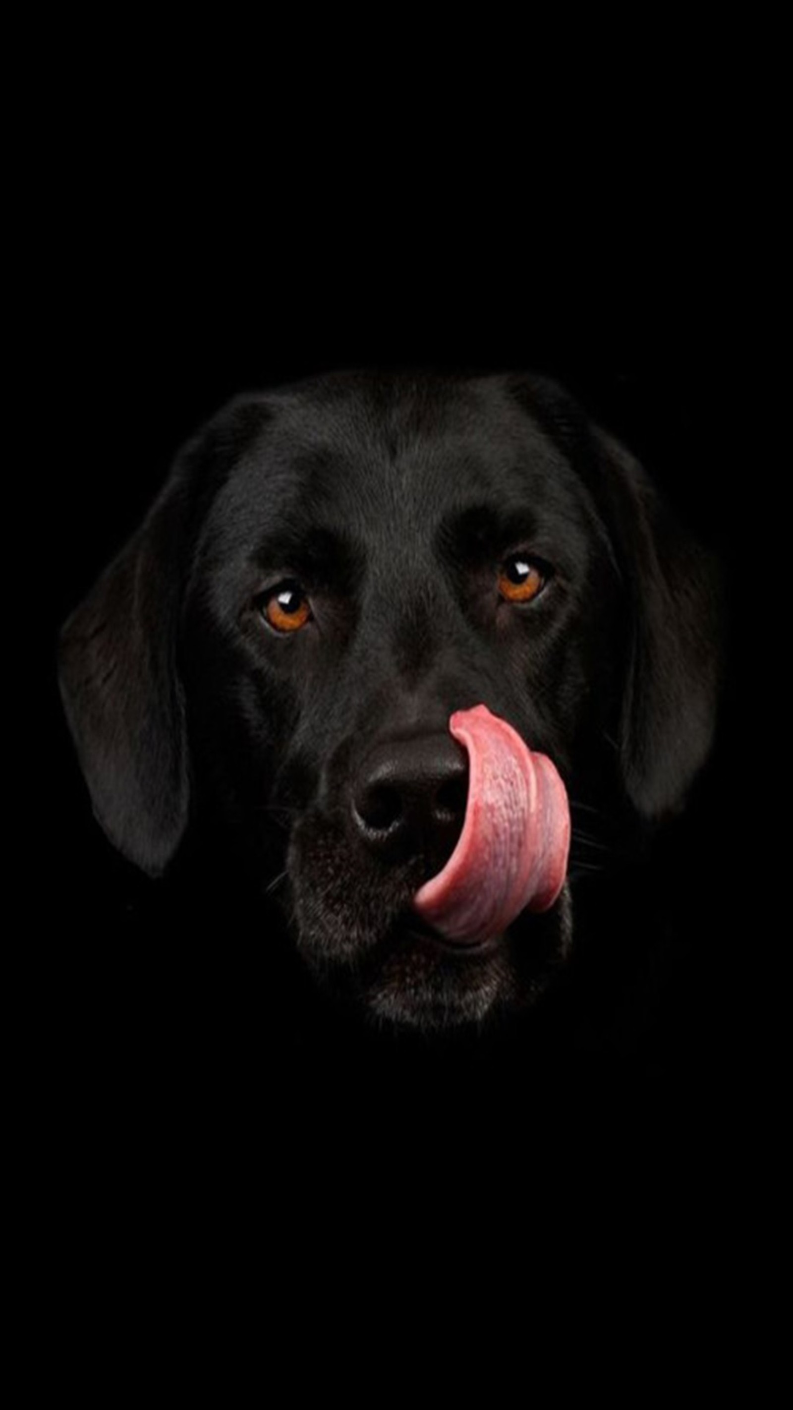 Arafed black dog with tongue sticking out of mouth (black, dog)