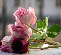 Elegant Roses with Delicate Petals