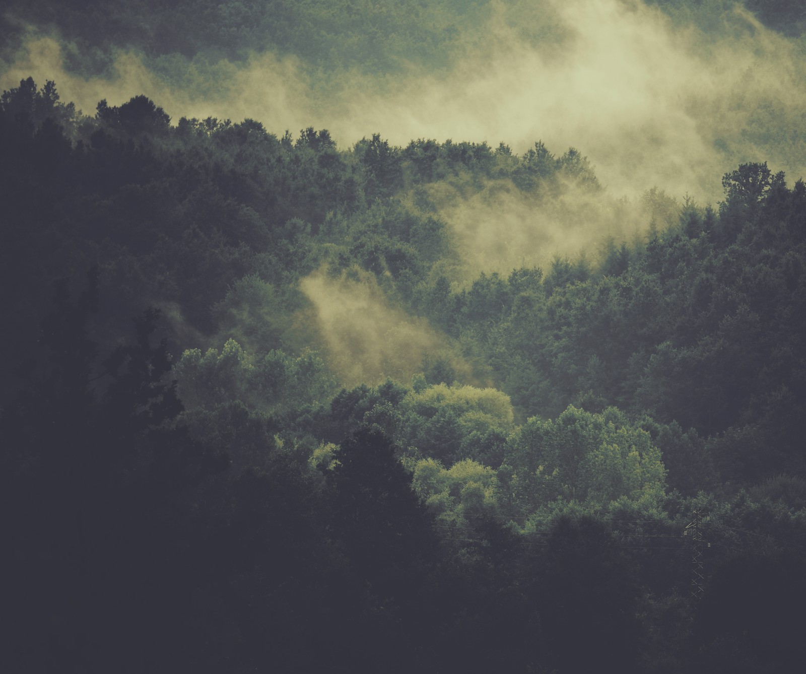 Trees in the background are covered in mist and clouds (arbor, forest, landscape, nature, outdoors)