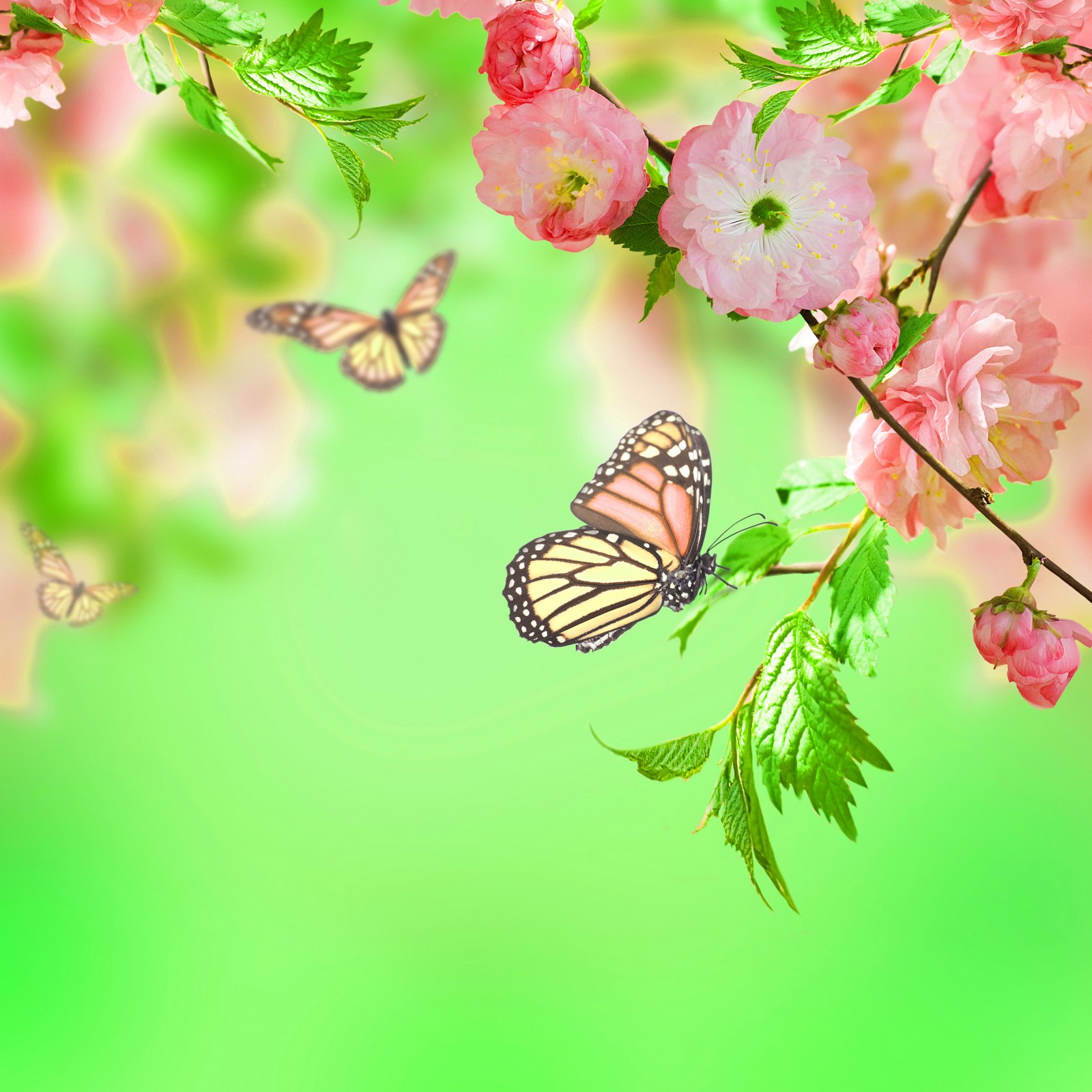 Mariposas volando alrededor de una rama de un árbol con flores rosas (arte, hermoso, mariposa, flor de cerezo, floral)