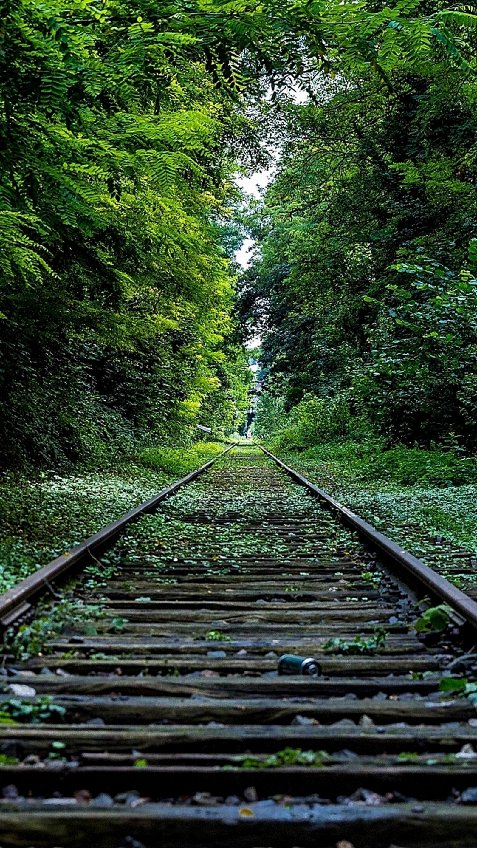 There is a train track that is surrounded by trees and leaves (landscape, nature, railroad, trees)