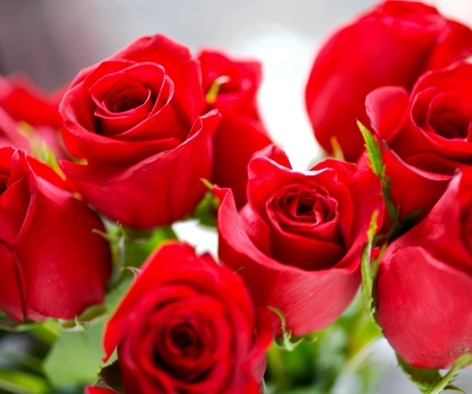 There are many red roses in a vase on the table (for, rose, you)