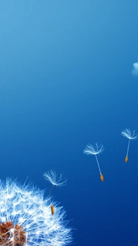 dandelion, flowers, nature wallpaper