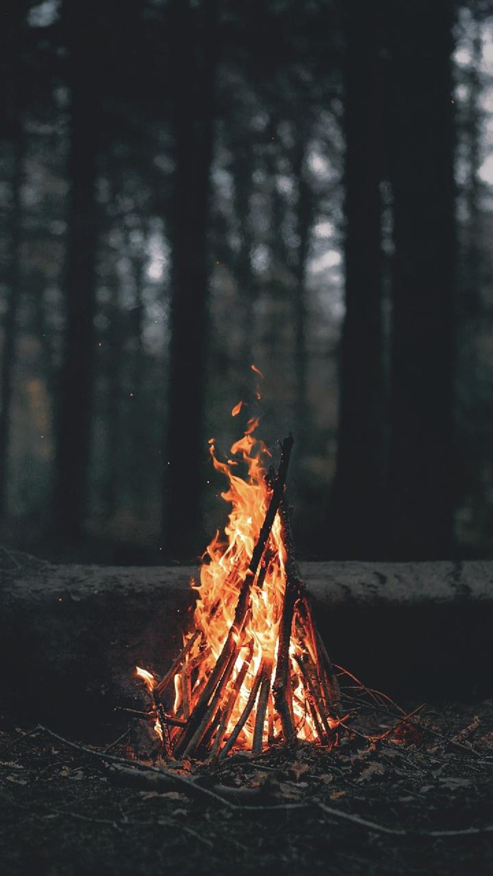 Un primer plano de un fuego en medio de un bosque (quemar, fuego)