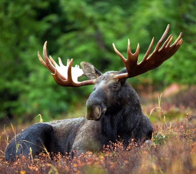 animal, flores, alce, posando, vida silvestre