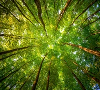 Dossel verde exuberante de uma floresta em Belgrado