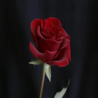 flower, nature, red rose wallpaper